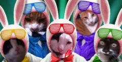 cropped-easter-cats.jpg